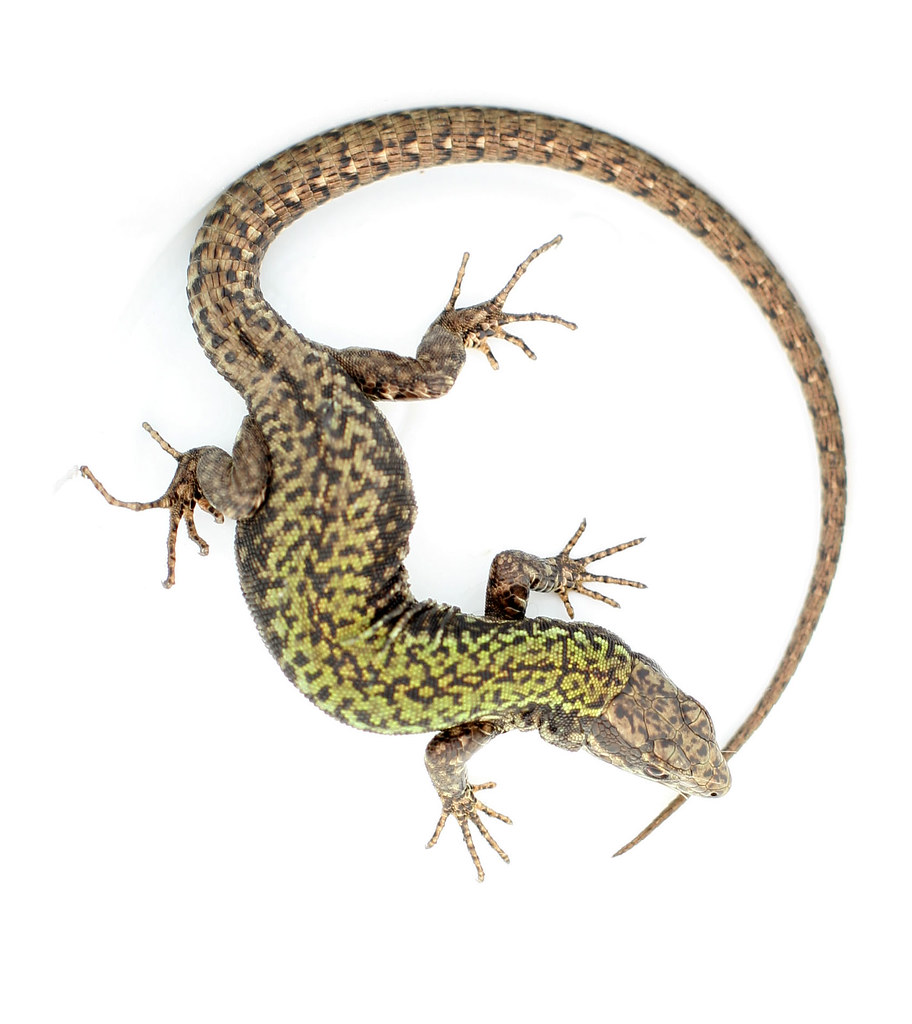 1566041008_40bc53ae06_b